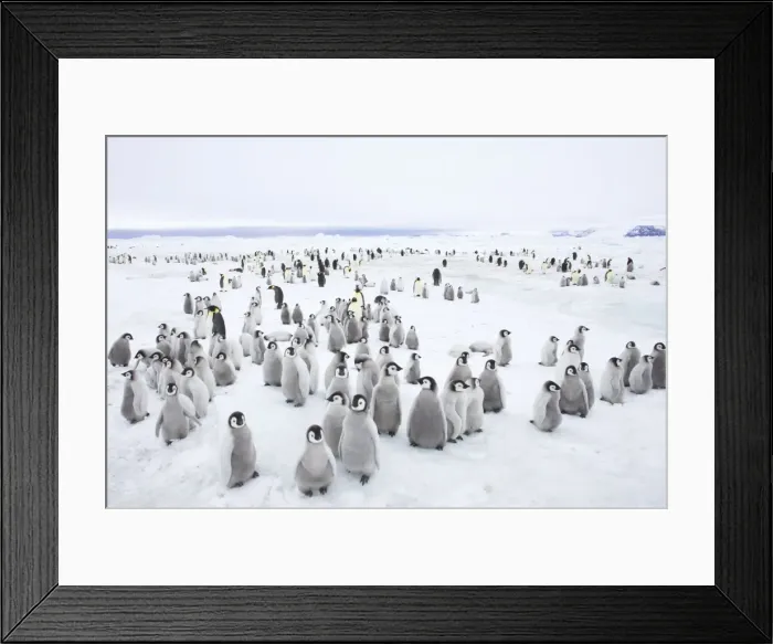 Framed Print : Emperor Penguin Breeding Colony Aptenodytes forsteri Snow Hill Island Antarctica BI012255 Framed Print : Emperor Penguin Breeding Colony Aptenodytes forsteri Snow Hill Island Antarctica BI012255