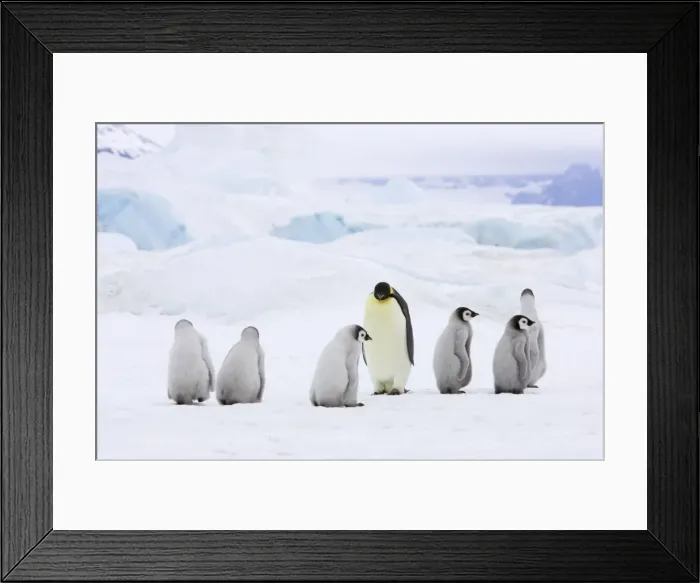 Framed Print : Emperor Penguin - Adults and Young Crossing Sea Ice Aptenodytes forsteri Snow Hill Island Antarctica BI012277 Framed Print : Emperor Penguin - Adults and Young Crossing Sea Ice Aptenodytes forsteri Snow Hill Island Antarctica BI012277