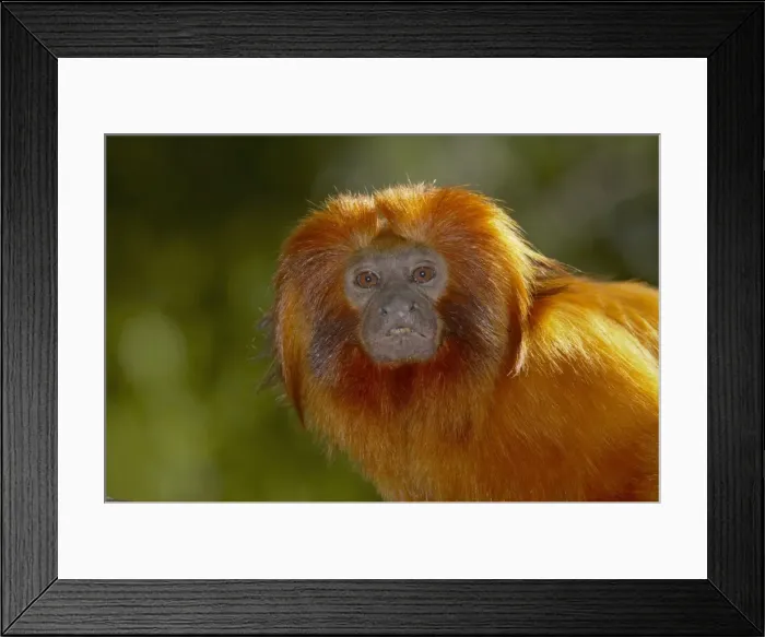 Framed Print : Golden Lion Tamarin Leontopithecus rosalia rosalia Apenheul Netherlands MA001483 Framed Print : Golden Lion Tamarin Leontopithecus rosalia rosalia Apenheul Netherlands MA001483