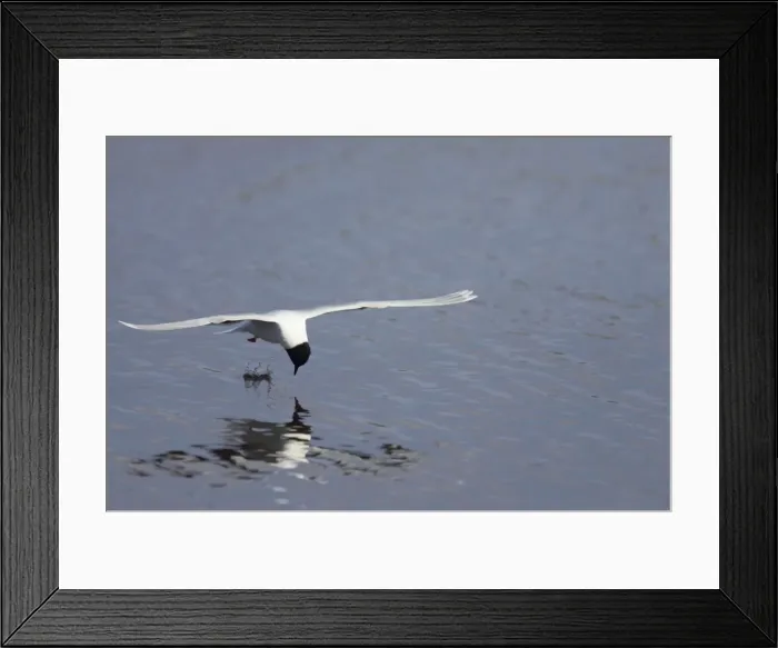 Framed Print : Little Gull - Catching Flies on Surface of Lake Larus minutus Hailuoto Island, Finland BI014581 Framed Print : Little Gull - Catching Flies on Surface of Lake Larus minutus Hailuoto Island, Finland BI014581