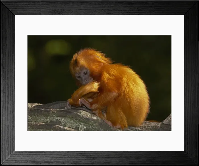 Framed Print : Golden Lion Tamarin - Baby Leontopithecus rosalia rosalia Apenheul, Netherlands MA001486 Framed Print : Golden Lion Tamarin - Baby Leontopithecus rosalia rosalia Apenheul, Netherlands MA001486