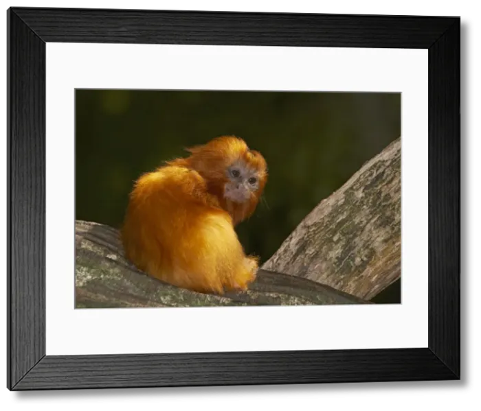 Framed Print : Golden Lion Tamarin - Baby Leontopithecus rosalia rosalia Apenheul Netherlands MA001487 Framed Print : Golden Lion Tamarin - Baby Leontopithecus rosalia rosalia Apenheul Netherlands MA001487