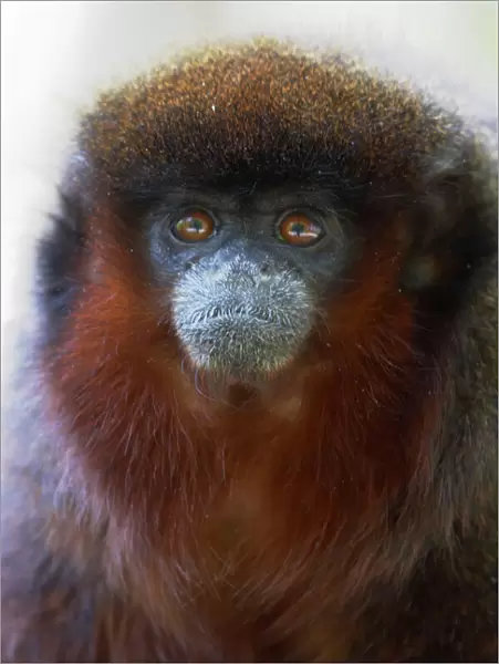 Red Titi Monkey Apenheul, Netherlands MA001491