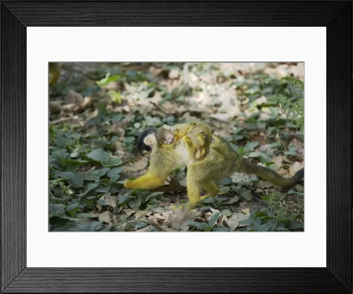 Framed Print : Squirrel Monkey - Mother forgaing on forest floor with baby on back Saimiri sciureus boliviensis Apenheul, Netherlands MA001520 Framed Print : Squirrel Monkey - Mother forgaing on forest floor with baby on back Saimiri sciureus boliviensis Apenheul, Netherlands MA001520
