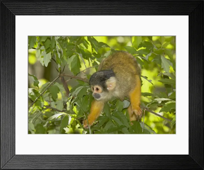 Framed Print : Squirrel Monkey Saimiri sciureus boliviensis Apenheul, Netherlands MA001521 Framed Print : Squirrel Monkey Saimiri sciureus boliviensis Apenheul, Netherlands MA001521