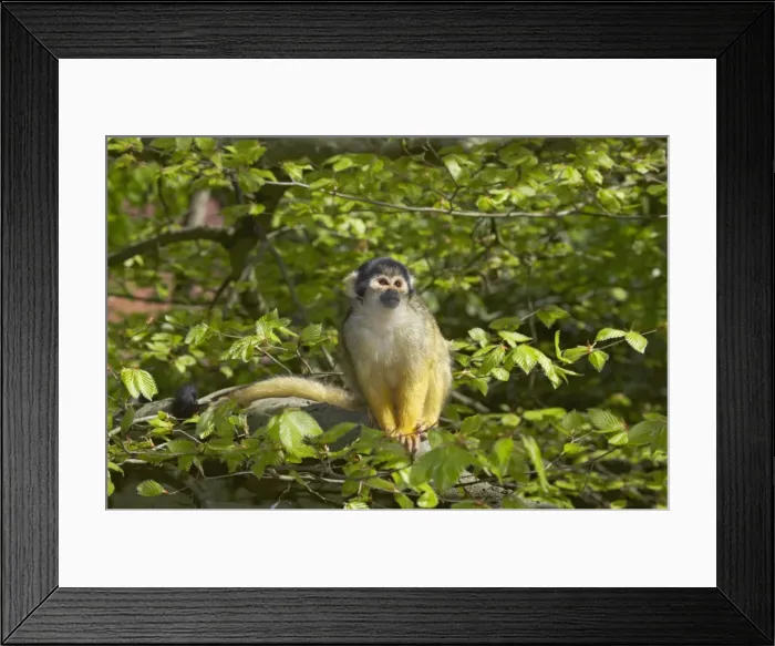 Framed Print : Squirrel Monkey Saimiri sciureus boliviensis Apenheul, Netherlands MA001522 Framed Print : Squirrel Monkey Saimiri sciureus boliviensis Apenheul, Netherlands MA001522