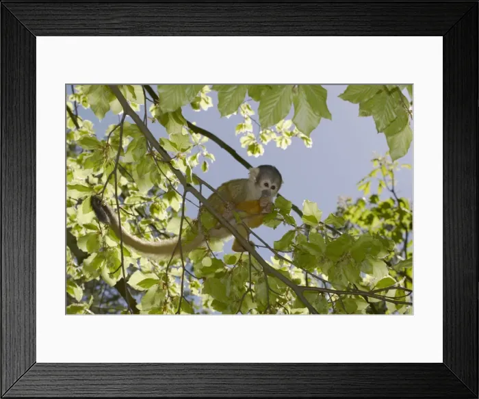 Framed Print : Squirrel Monkey Saimiri sciureus boliviensis Apenheul, Netherlands MA001525 Framed Print : Squirrel Monkey Saimiri sciureus boliviensis Apenheul, Netherlands MA001525
