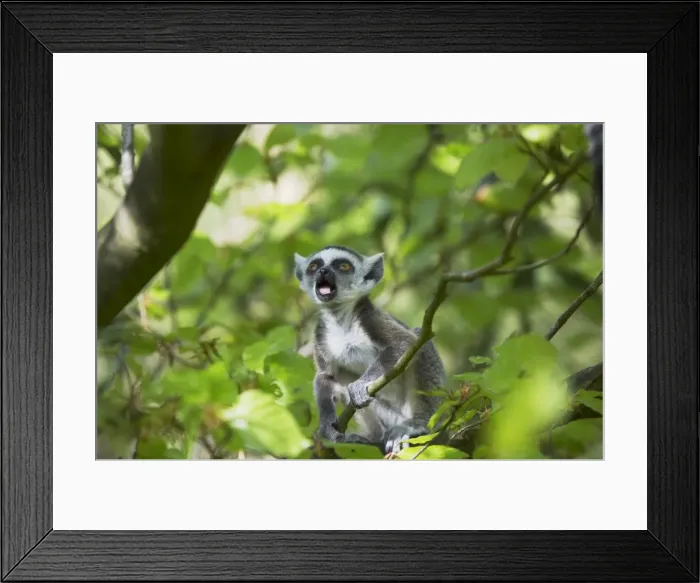 Framed Print : Ring-Tailed Lemur - Baby calling in tree Lemur catta Apenheul, Netherlands MA001529 Framed Print : Ring-Tailed Lemur - Baby calling in tree Lemur catta Apenheul, Netherlands MA001529