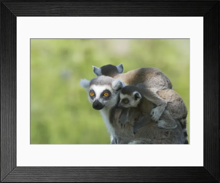 Framed Print : Ring-Tailed Lemur - Mother carrying young Lemur catta Apenheul Netherlands MA001530 Framed Print : Ring-Tailed Lemur - Mother carrying young Lemur catta Apenheul Netherlands MA001530