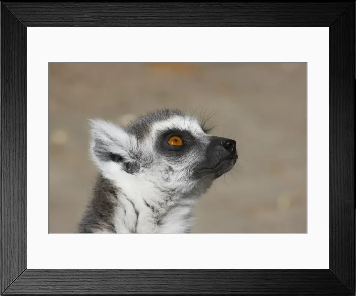 Framed Print : Ring-Tailed Lemur - Head Shot Lemur catta Apenheul Netherlands MA001536