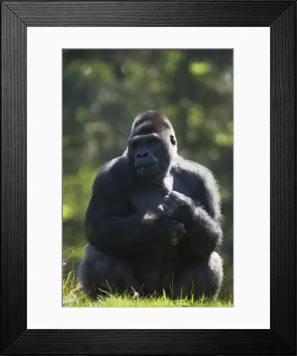 Framed Print : Western Lowland Gorilla - Silverback Male Gorilla gorilla gorilla Apenheul Netherlands MA001553 Framed Print : Western Lowland Gorilla - Silverback Male Gorilla gorilla gorilla Apenheul Netherlands MA001553