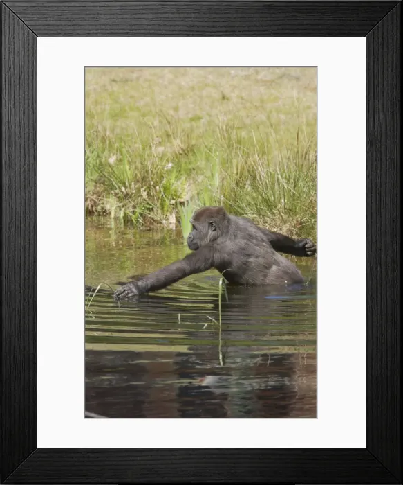 Framed Print : Western Lowland Gorilla - Wading in Water Gorilla gorilla gorilla Apenheul Netherlands MA001573 Framed Print : Western Lowland Gorilla - Wading in Water Gorilla gorilla gorilla Apenheul Netherlands MA001573