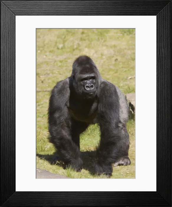 Framed Print : Western Lowland Gorilla - Silverback Male Gorilla gorilla gorilla Apenheul Netherlands MA001590 Framed Print : Western Lowland Gorilla - Silverback Male Gorilla gorilla gorilla Apenheul Netherlands MA001590