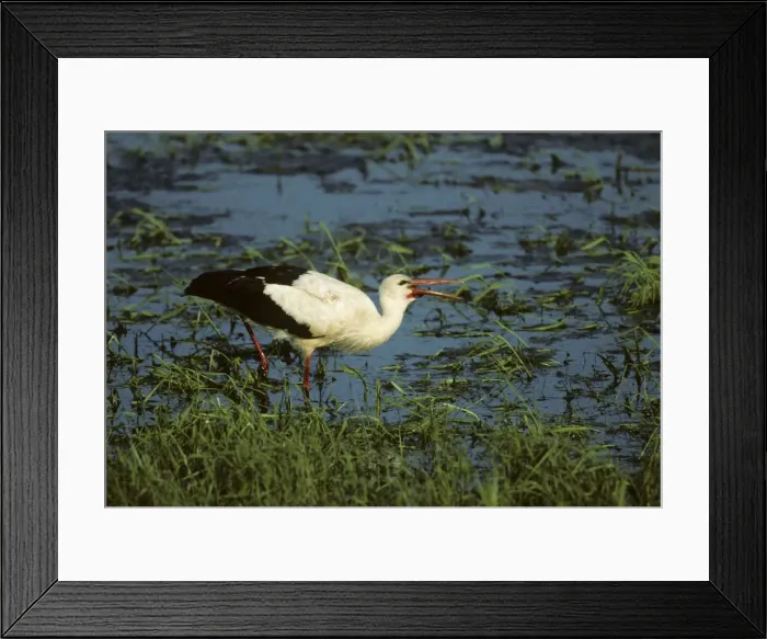 Framed Print : White Stork - Catching Insects Biebrza Marsh, Poland BI006120 Framed Print : White Stork - Catching Insects Biebrza Marsh, Poland BI006120