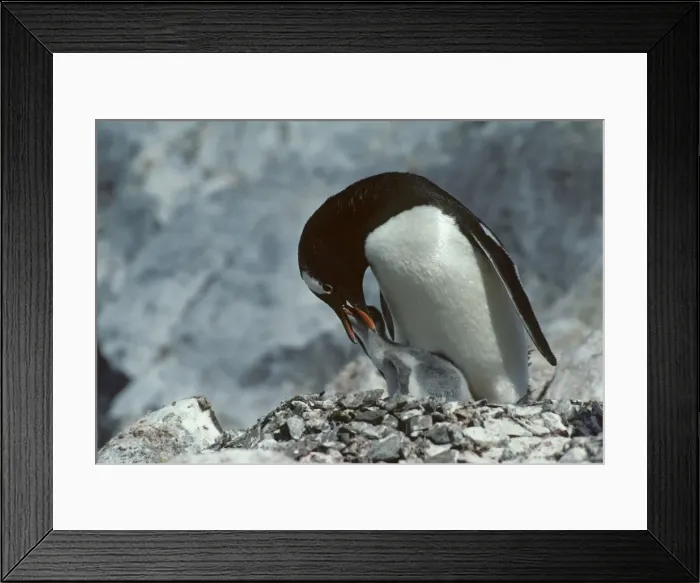 Framed Print : Gentoo Penguin - Feeding Chick Paradise Bay, Antarctica BI006892 Framed Print : Gentoo Penguin - Feeding Chick Paradise Bay, Antarctica BI006892