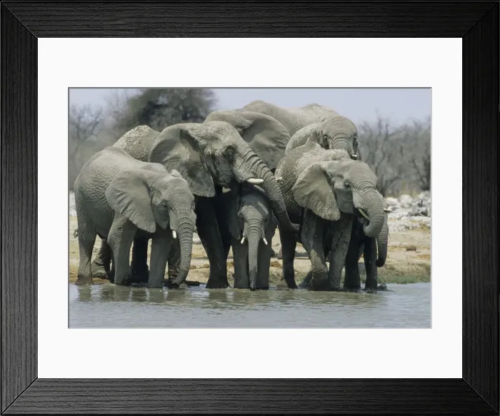 Framed Print : African Elephants - Drinking at waterhole Etosha National Park, Namibia, Africa MA001157 Framed Print : African Elephants - Drinking at waterhole Etosha National Park, Namibia, Africa MA001157