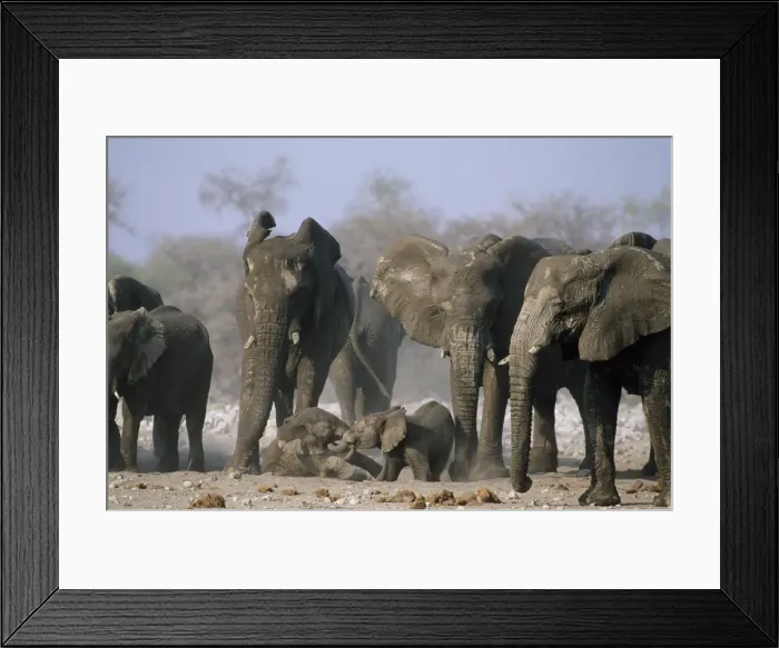 Framed Print : African Elephant - Babies playfighting with herd looking on - Etosha National Park, Namibia, Africa MA000591 Framed Print : African Elephant - Babies playfighting with herd looking on - Etosha National Park, Namibia, Africa MA000591