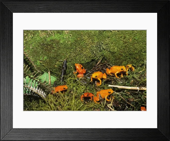 Framed Print : Golden Mantella Frog - gathering on breeding grounds Madagascar Framed Print : Golden Mantella Frog - gathering on breeding grounds Madagascar