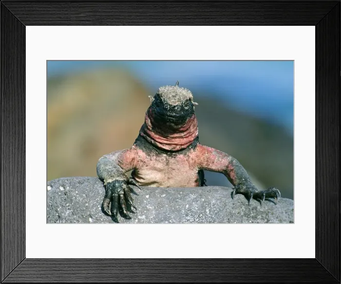 Framed Print : Marine Iguana Hood (Espanola) Galapagos Island Framed Print : Marine Iguana Hood (Espanola) Galapagos Island