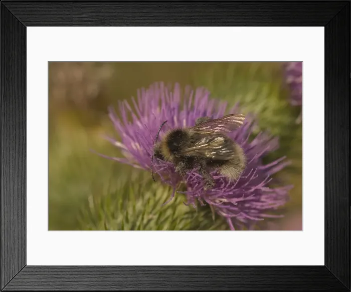 Framed Print : Flower Bee - On pink flower. The flower bee is similar to the bumble bee but quicker in flight. Commonly seen in early spring. Oxfordshire, England Framed Print : Flower Bee - On pink flower. The flower bee is similar to the bumble bee but quicker in flight. Commonly seen in early spring. Oxfordshire, England