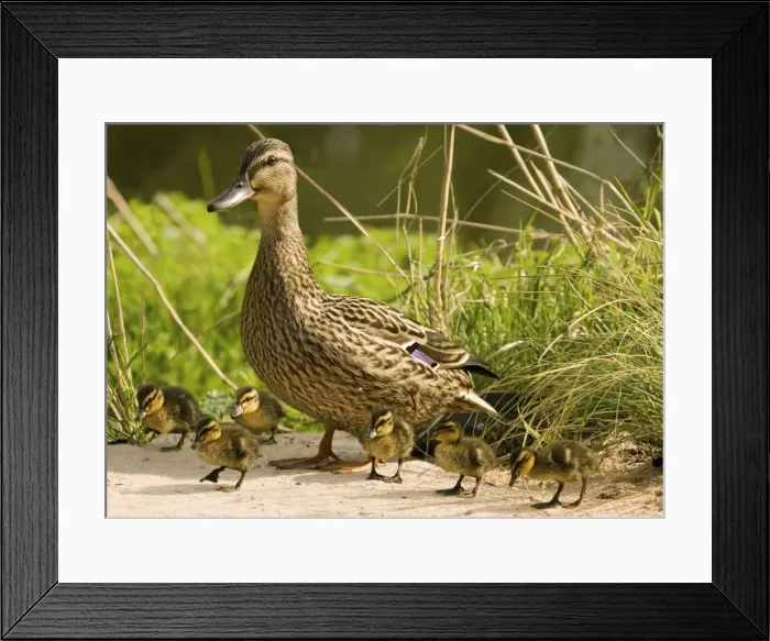 Framed Print : Mallard - female with ducklings. They stay close to their mother but are able to feed themselves soon after hatching, watching what she eats first Framed Print : Mallard - female with ducklings. They stay close to their mother but are able to feed themselves soon after hatching, watching what she eats first
