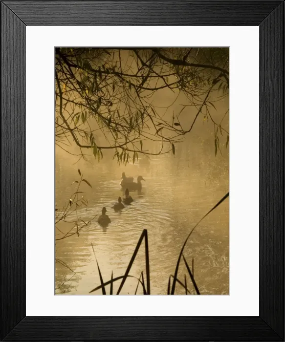 Framed Print : Pond at dawn with family of ducks. UK