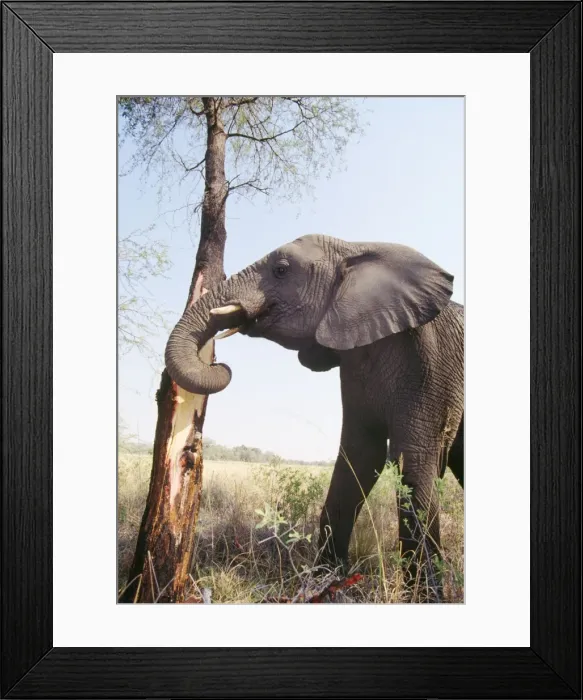 Framed Print : African Elephant - stripping bark Botswana, Africa Framed Print : African Elephant - stripping bark Botswana, Africa