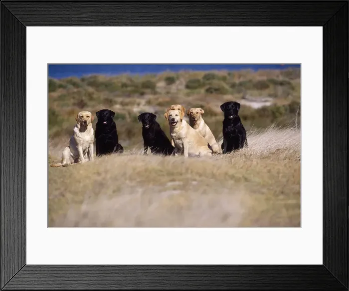 Framed Print : Labrador Dog - group waiting for orders Framed Print : Labrador Dog - group waiting for orders