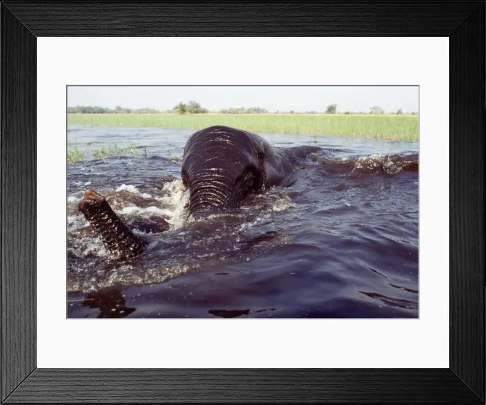 Framed Print : African Elephant - bathing / swiming Okavango, Botswana, South Africa Framed Print : African Elephant - bathing / swiming Okavango, Botswana, South Africa