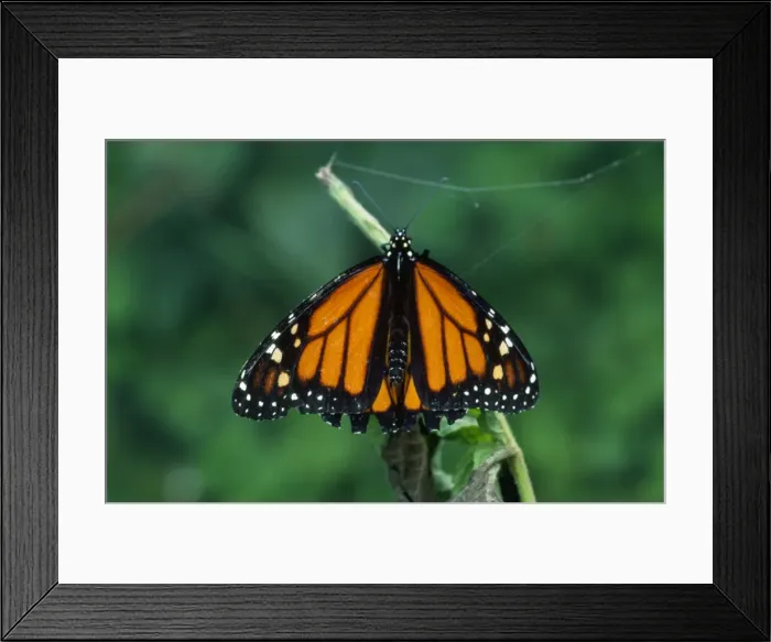 Framed Print : Jamaican Monarch - Danaus is a genus of butterflies in the Tiger Butterfly tribe. Botanical Gardens, near Lake Arsenal, Costa Rica Framed Print : Jamaican Monarch - Danaus is a genus of butterflies in the Tiger Butterfly tribe. Botanical Gardens, near Lake Arsenal, Costa Rica