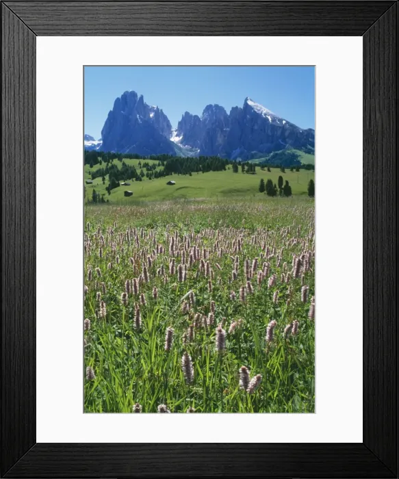 Framed Print : Italy Masses of Bistort, Polyagonium Bistorta on damp meadows above Ortisea, Dolomites Framed Print : Italy Masses of Bistort, Polyagonium Bistorta on damp meadows above Ortisea, Dolomites