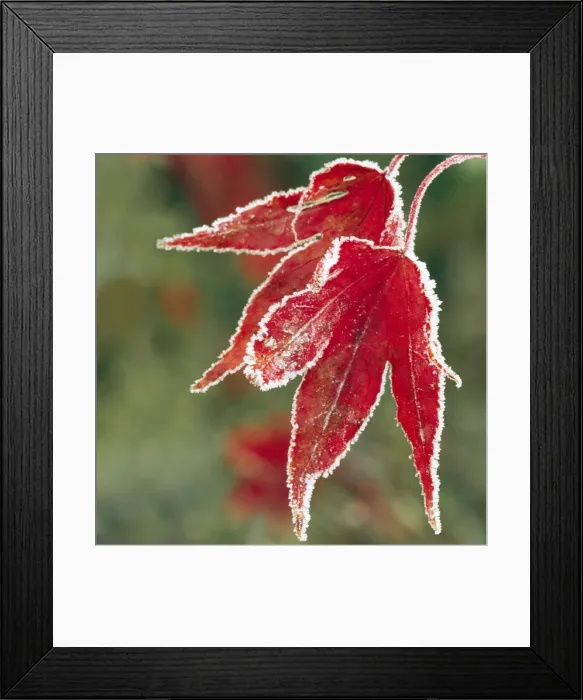 Framed Print : Frost On Maple Leaf Framed Print : Frost On Maple Leaf