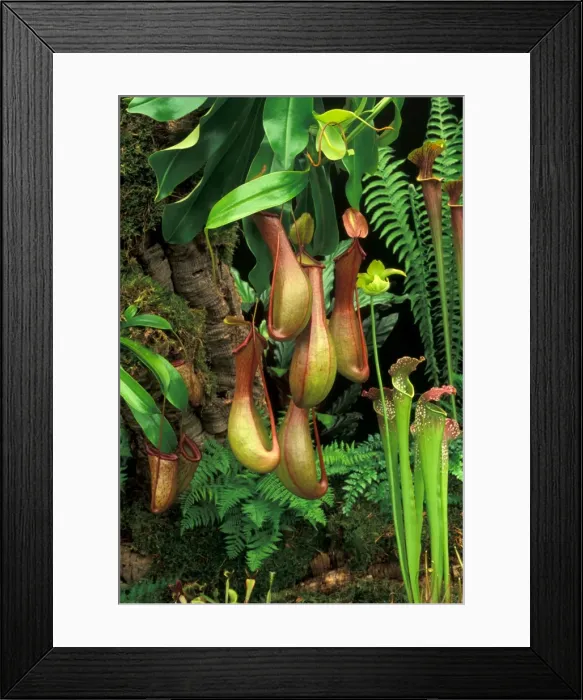 Framed Print : Monkey Cup / Pitcher Plant - Origin North America Picture taken at Chelsea Flower Show, UK Framed Print : Monkey Cup / Pitcher Plant - Origin North America Picture taken at Chelsea Flower Show, UK