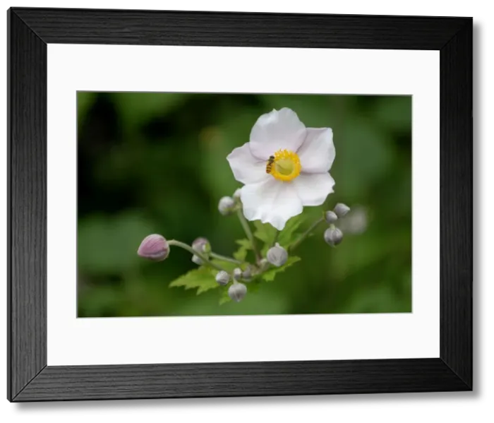 Framed Print : Anemone tomentosa - This hardy perennial flowers from late summer to mid autumn. Kent garden, UK - July Framed Print : Anemone tomentosa - This hardy perennial flowers from late summer to mid autumn. Kent garden, UK - July