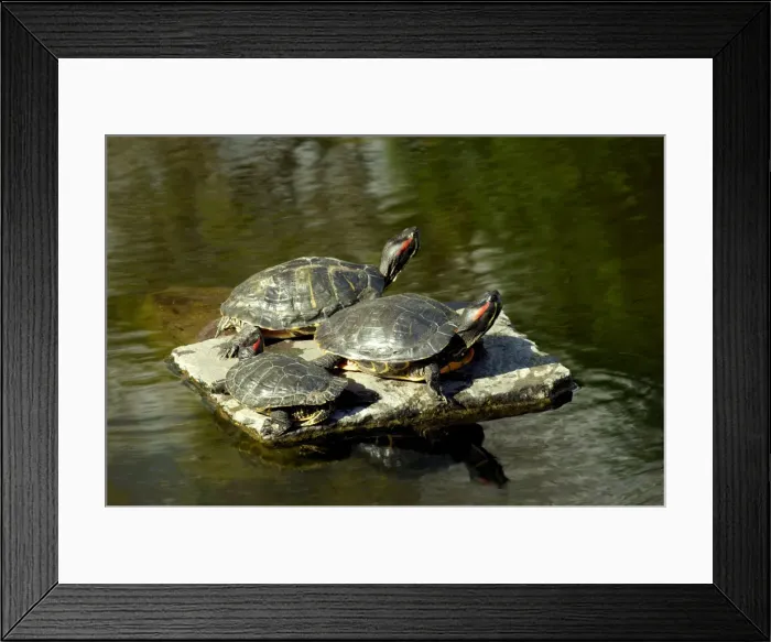 Framed Print : Basking turtles - Botanical Gardens, Las Palmas, Gran Canaria. February. Characteristically raising their heads to the warm sunshine Framed Print : Basking turtles - Botanical Gardens, Las Palmas, Gran Canaria. February. Characteristically raising their heads to the warm sunshine