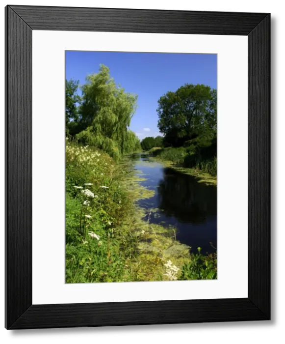 Framed Print : The Great Western Canal. UK It is navigable by a horse-drawn barge for a stretch of two miles, out of Tiverton, Devon. The remaining length of the canal is un-used by craft. Good cycling on the tow-path and many wild flowers Framed Print : The Great Western Canal. UK It is navigable by a horse-drawn barge for a stretch of two miles, out of Tiverton, Devon. The remaining length of the canal is un-used by craft. Good cycling on the tow-path and many wild flowers