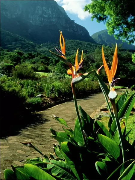Bird of Paradise Flower Table Moutain, South Africa