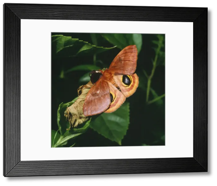 Framed Print : Io Moth - female, newly emerged. Florida, USA Framed Print : Io Moth - female, newly emerged. Florida, USA