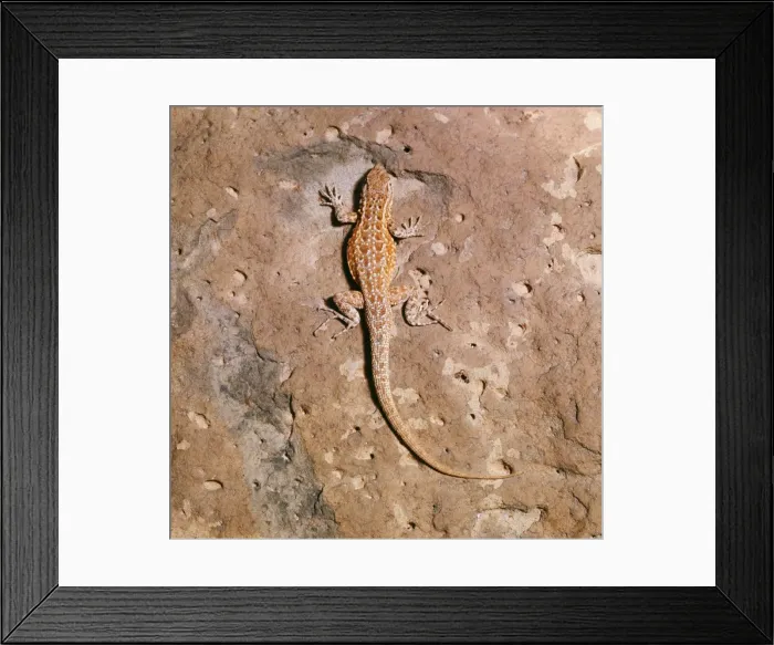 Framed Print : Side-blotched Lizard Framed Print : Side-blotched Lizard
