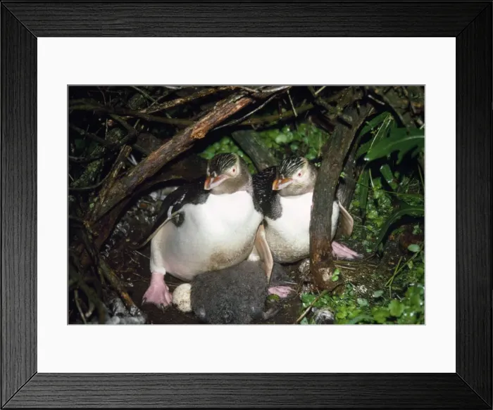 Framed Print : Yellow-eyed Penguin - at nest with chick New Zealand Framed Print : Yellow-eyed Penguin - at nest with chick New Zealand