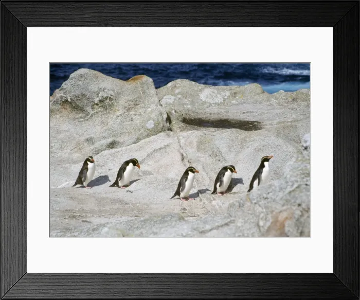 Framed Print : Snares Crested Penguin - marching inland to moult Snares Island, New Zealand Framed Print : Snares Crested Penguin - marching inland to moult Snares Island, New Zealand