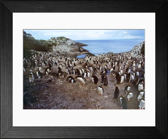 Framed Print : Snares Crested Penguin - moulting Snares Island, New Zealand Framed Print : Snares Crested Penguin - moulting Snares Island, New Zealand