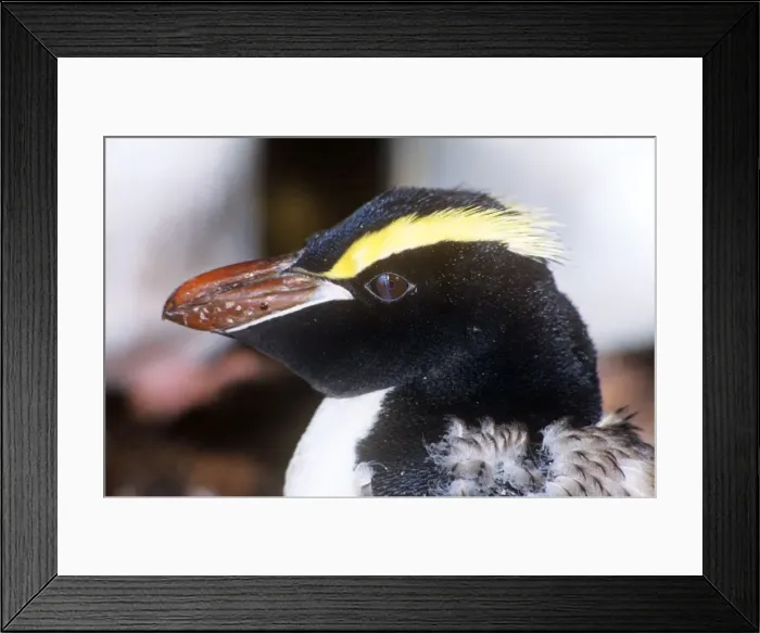 Framed Print : Erect-crested Penguin - moulting, note nictitating membrane Framed Print : Erect-crested Penguin - moulting, note nictitating membrane