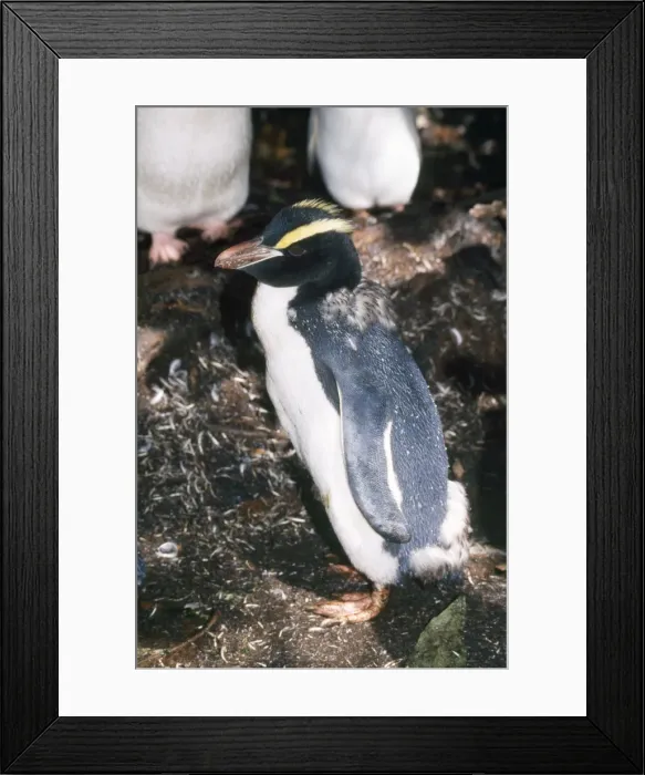 Framed Print : Erect-crested Penguin - moulting Snares Island, New Zealand Framed Print : Erect-crested Penguin - moulting Snares Island, New Zealand