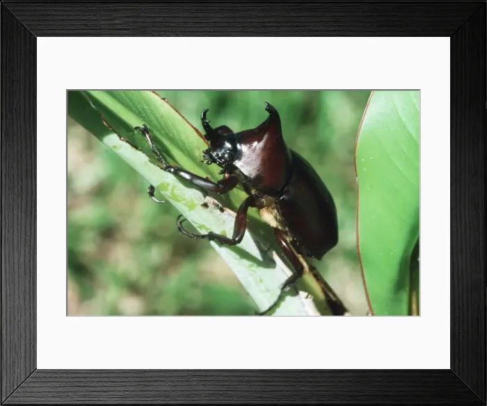 Framed Print : Rhinoceros Beetle Bougainville Island Framed Print : Rhinoceros Beetle Bougainville Island