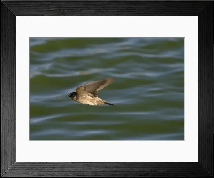 Framed Print : Tree Martin In flight hawking insects Alice Springs sewage ponds. Northern Territory, Australia Framed Print : Tree Martin In flight hawking insects Alice Springs sewage ponds. Northern Territory, Australia