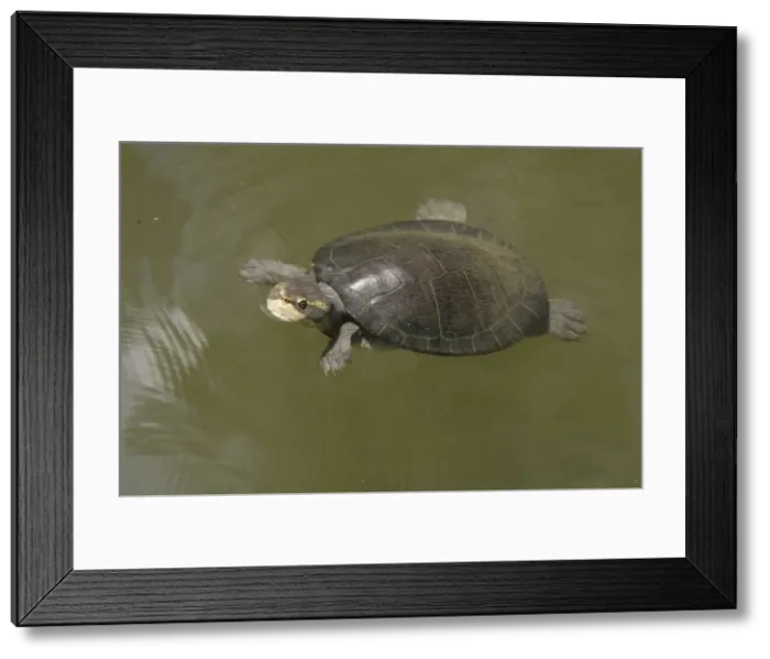 Framed Print : Yellow-faced Turtle Howard Springs, Darwin, Northern Territory, Australia Framed Print : Yellow-faced Turtle Howard Springs, Darwin, Northern Territory, Australia