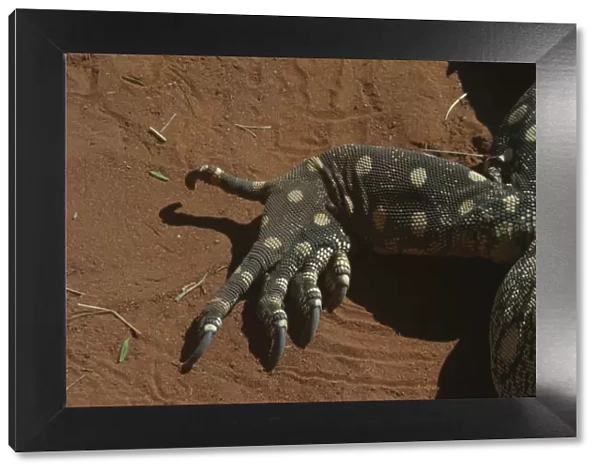 Perentie Goanna  /  Perenty Monitor Lizard Close up of foot Alice Springs, Nthn Territory, Australia