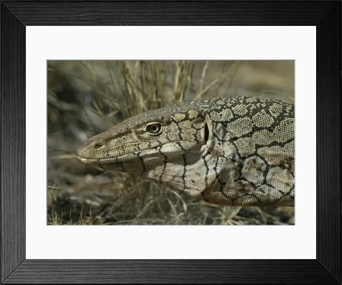Framed Print : Perentie Goanna  /  Perenty Monitor Lizard Aboriginal delicacy The Gardens Road, 80km nth of Alice Springs, Nthn Territory, Australia