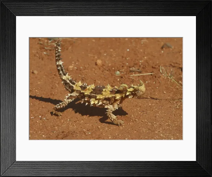 Framed Print : Thorny Devil Near Newhaven Station, Nthn Territory, Australia Framed Print : Thorny Devil Near Newhaven Station, Nthn Territory, Australia